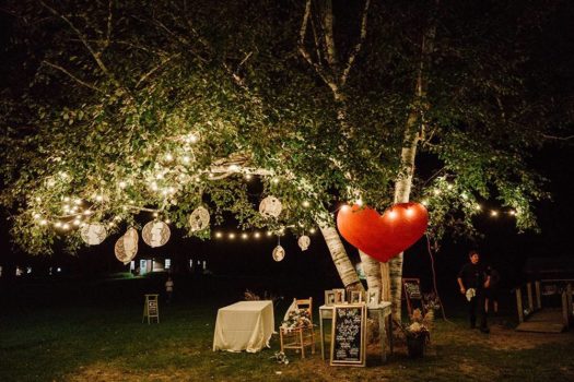 A birch tree decorated with string lights.